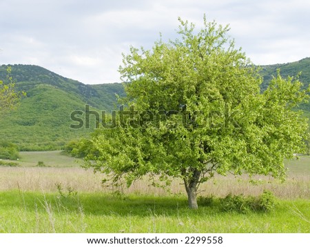 Lonely tree on a background of mountains