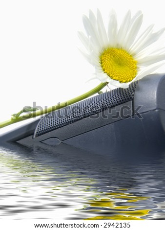 Flowers of a camomile on E-Mail. A joke. A congratulation. Reflection in water