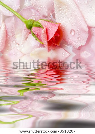 The flower of a rose lays on petals floating in water. Reflection in water
