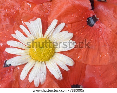 White camomile on a background of petals of a poppy with drops of water