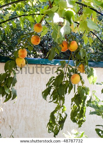 Fruit of a peach on a tree among green foliage on a background of a light wall