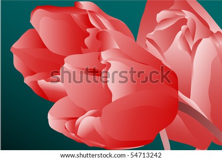 Flowers tulips 18