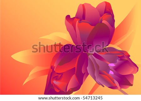 Flowers tulips 20