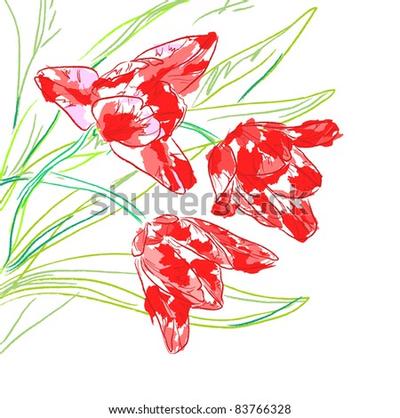 Flowers tulips with leaves on a white background. Floral background, greeting card.