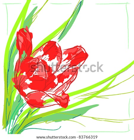 Flower tulip with leaves on a white background. Floral background, greeting card.