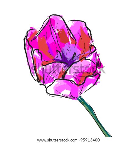 Flower tulip  on a white background.