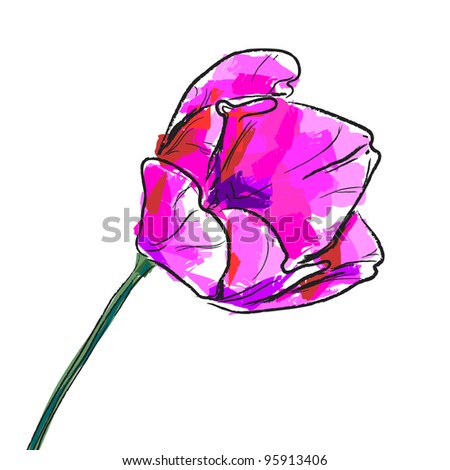 Flower tulip  on a white background.
