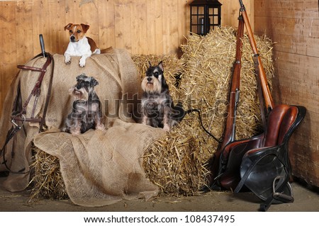 Jack Russell Terrier and Mini Schnauzer dogs in wooden stables, on the straw.