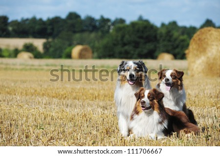 A group of three australian shepherd dogs in the countryside
