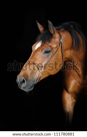 Trakehner stallion (photo taken outside with studio lightning)