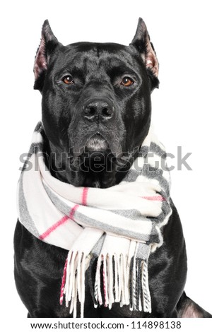 Portrait of a black pit bull dog sitting in studio on a white background listening attentively