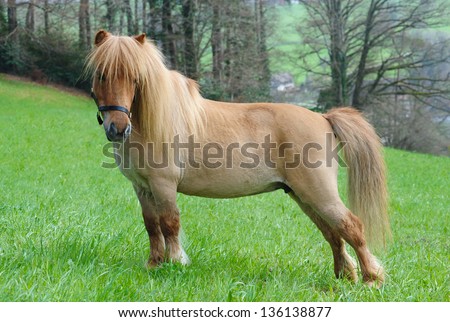 Miniature shetland pony, adult mare, having rare dark cream color
