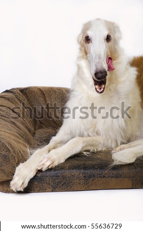 English Wolfhound Pictures. Russian wolfhound (borzoi)