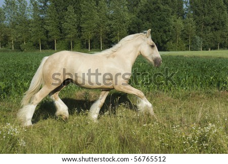 Irish Cob X