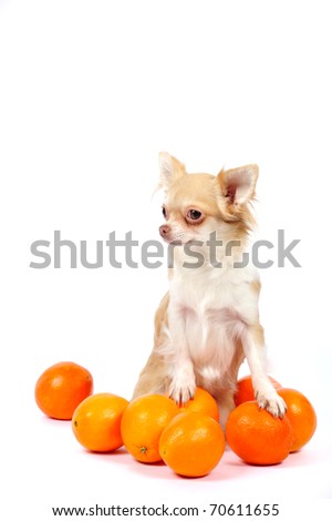 Funny chihuahua puppy playing with oranges in front of a white background. Studio shot.