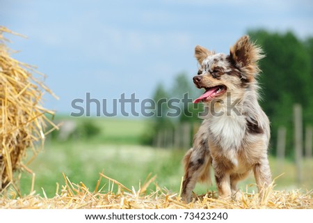 Beautiful mixed-color chihuahua on a straw block in the field
