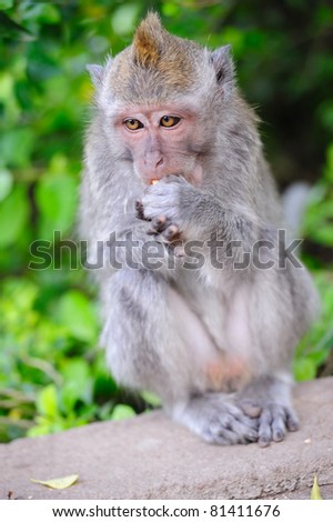 A Macaque monkey (Rhesus Monkey) in the Alas Kedaton temple in Bali, Indonesia
