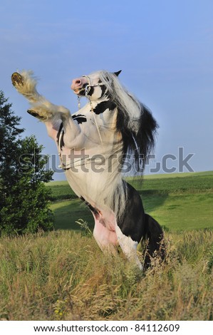 stock-photo-beautiful-irish-cob-tinker-horse-prancing-in-paddock-84112609.jpg