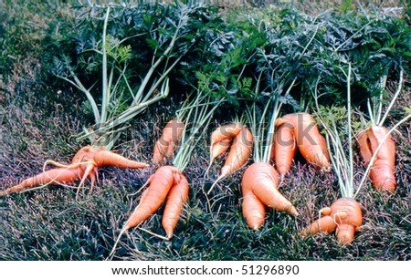 Silly carrots in Billings, Montana