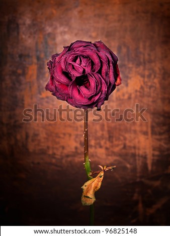 Grunge wilted rose over old leather background