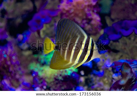 Juvenile Sailfin Tang, Zebrasoma veliferum, tropical salt water fish