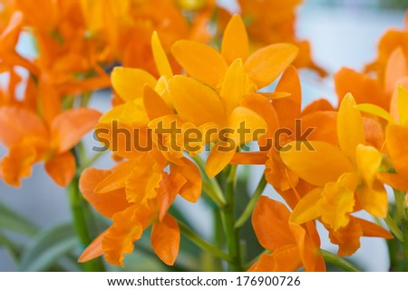 Rhyncattleanthe Young-Min Orange \'Orchis\'