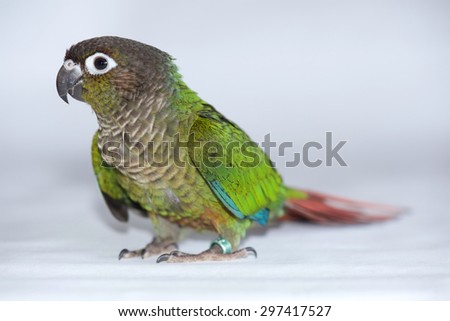A three month old Green Cheeked Conure, Pyrrhura Molinae, a small parrot native to South America