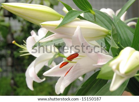 White lilies with red anthers