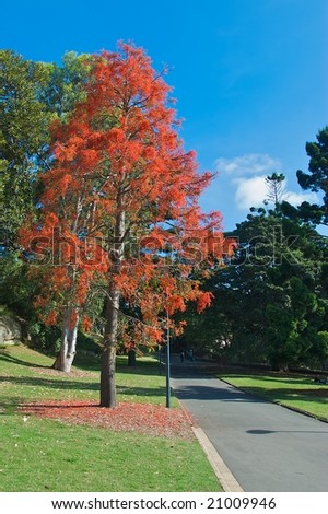 Illawara Flame Tree flowering tree in Sydney Botanical Garden