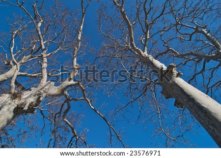 Plane Trees in Winter against a deep blue sky