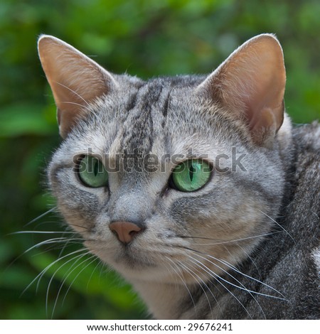 pedigree cat