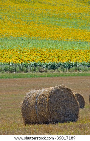 Sunflower Fields In Southern California