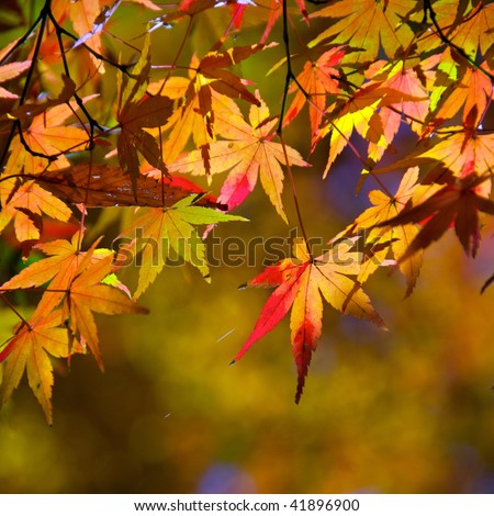 red japanese maple leaves. Red Japanese Maple leaves