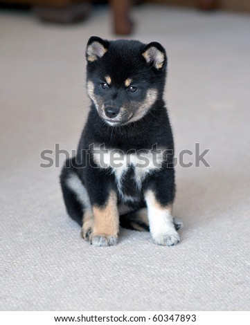 Shiba  Puppies on Black And Tan Shiba Inu Puppy Stock Photo 60347893   Shutterstock