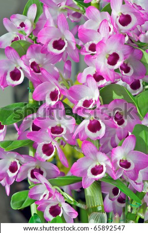 Dendrobium orchid \'Sweet Candy\'