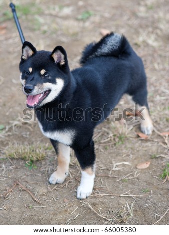 Shiba  Puppies on Black And Tan Shiba Inu Puppy At Four Months Old Stock Photo 66005380