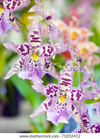 Orchid Bllra. Enzan Miracle \'Bad Love\'