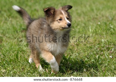 Sheltie Puppies on Furry Purebred Blue Merle Shetland Sheepdog In Find Similar Images
