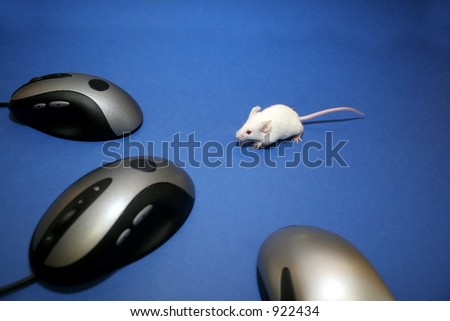 Mouse looks frightened as it looks into its computer analogues