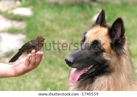 Dog and bird eying each other