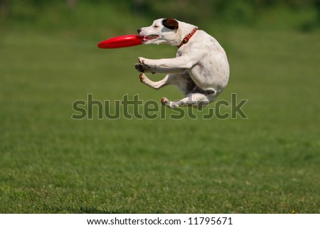 Jack russel terrier during a funny frisbee catch...