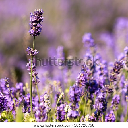 Beautiful detail of a lavender flowers field.scented flowers in the lavender fields of the Veliki Preslav region in Bulgaria