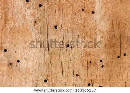 Old grunge wooden  texture or background with termite holes.Eaten by wood warms