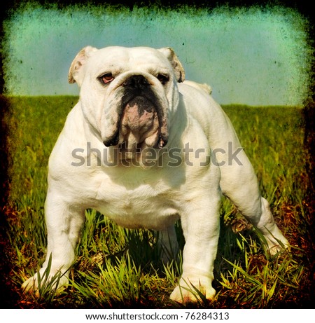 Textured vintage look portrait of white male english bulldog standing in the grass