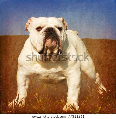 Heavy textured vintage look portrait of white male english bulldog standing in the grass