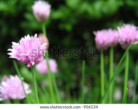 pink Flowers