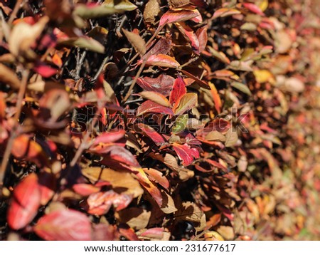 Autumn, colorful leaves on ornamental bushes.
