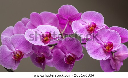 Beautiful flowers blooming orchid closeup.