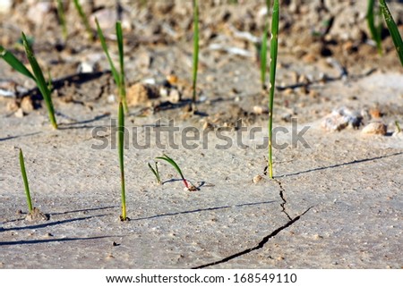 wheat sprout on Holy Land.Israel
