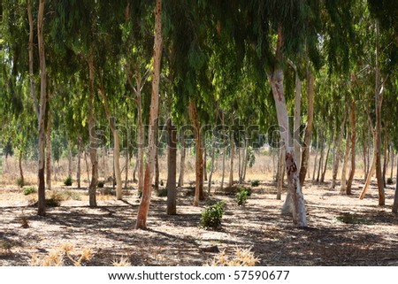 eucalyptus forest